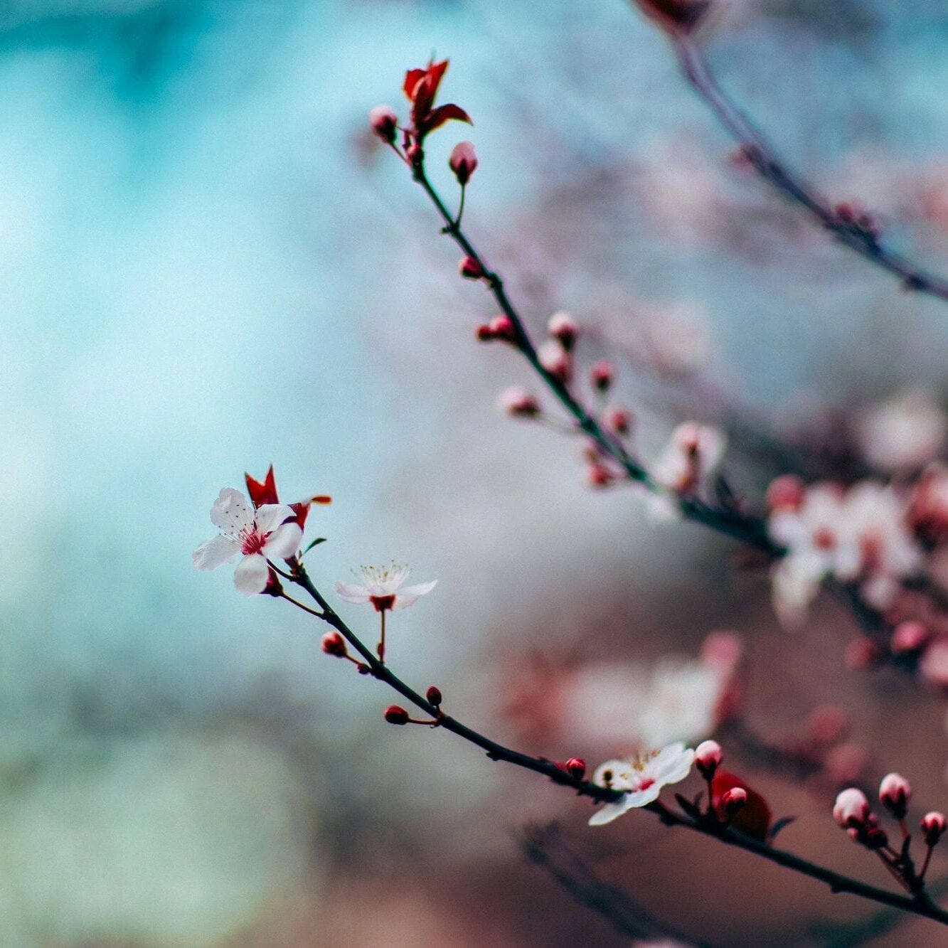 Spring blossoms on thin branches against a soft pastel sky